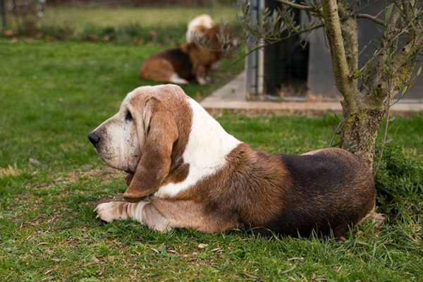 Cod. 215 – Un giorno da baby veterinario